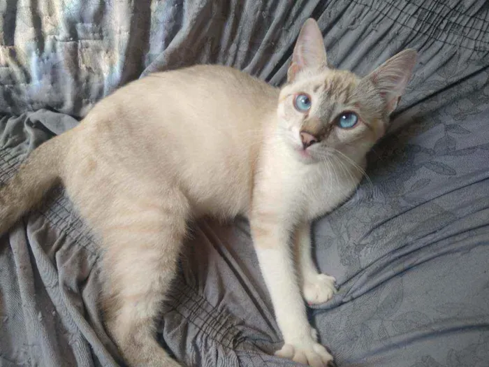 Gato raça  idade 2 a 6 meses nome Sem nome
