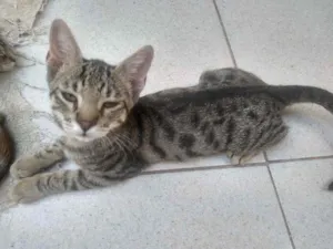 Gato raça Sem raça decinida idade 2 a 6 meses nome Sem nome