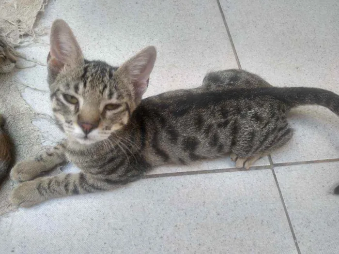 Gato raça Sem raça decinida idade 2 a 6 meses nome Sem nome