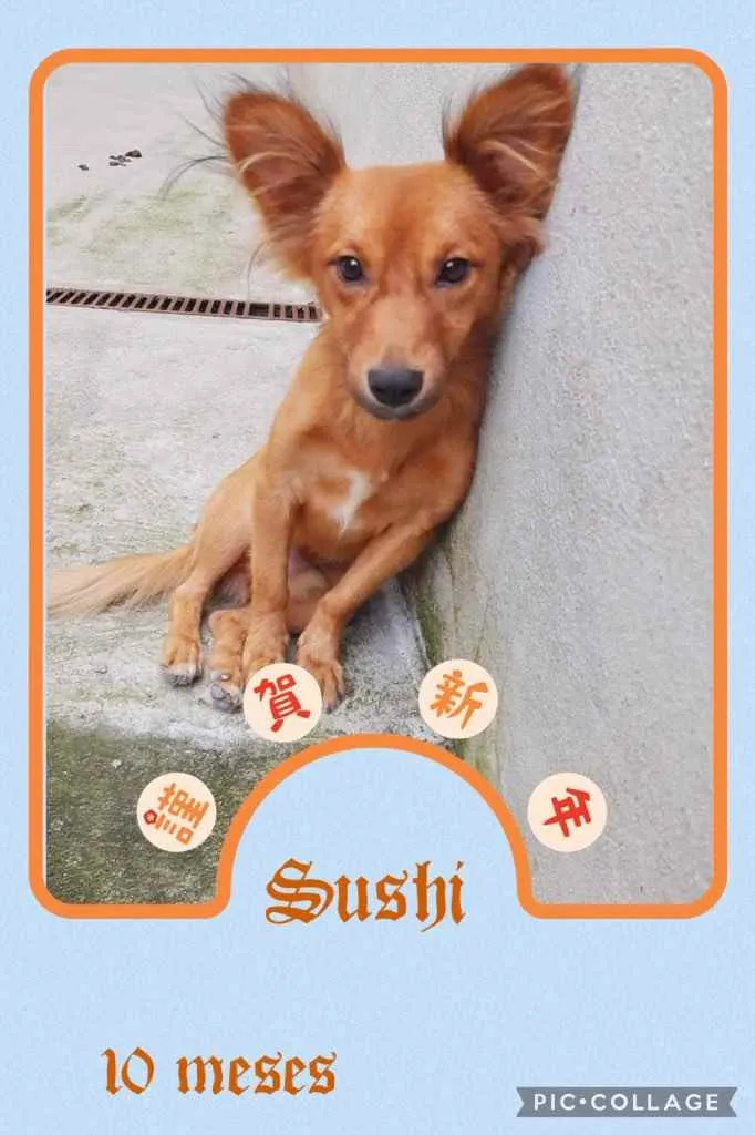 Cachorro ra a Srd idade 7 a 11 meses nome Sushi