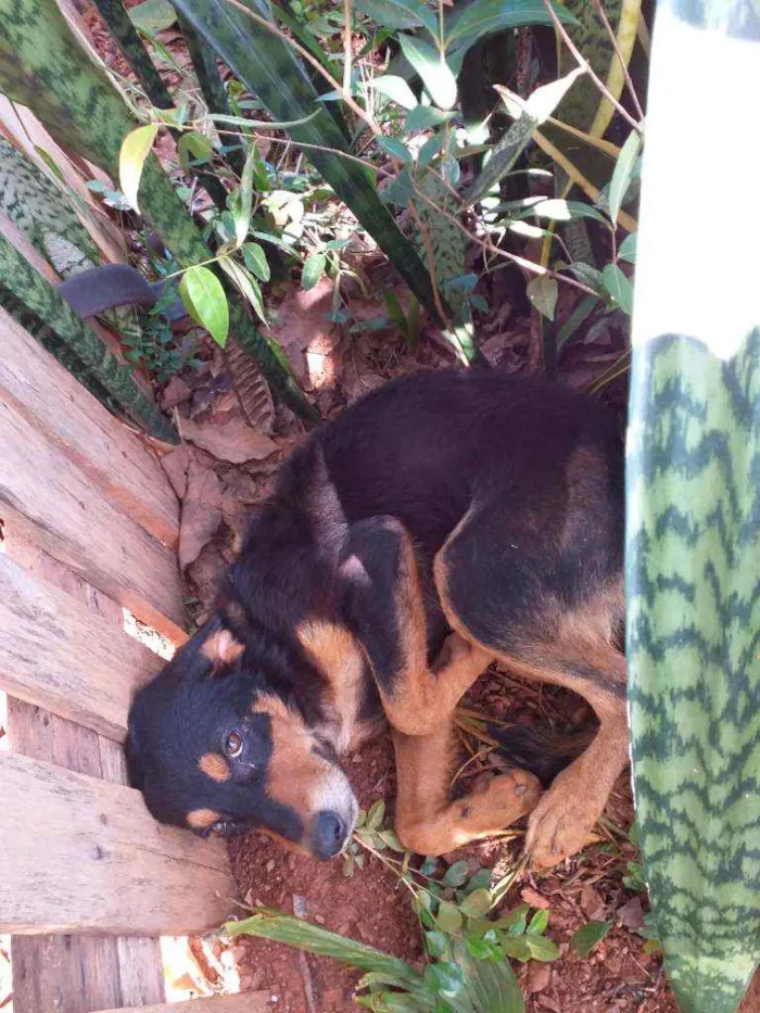 Cachorro ra a SRD idade 1 ano nome Não sabido