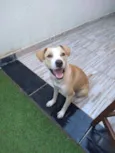 Bela