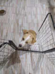Bela