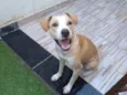 Bela