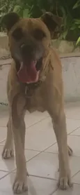 Bebezão