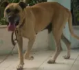 Bebezão