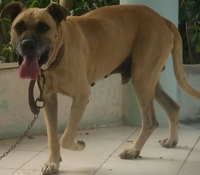 Cachorro raça ? idade 3 anos nome Bebezão