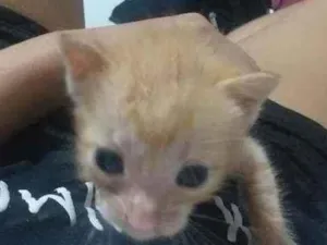 Gato raça  Nao sei idade Abaixo de 2 meses nome Sem nome