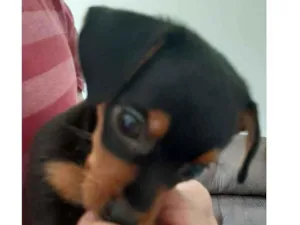 Cachorro raça Pinscher miniatura idade 2 a 6 meses nome Mel