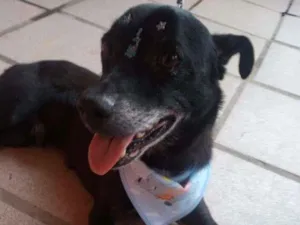 Cachorro raça vira lata idade 6 ou mais anos nome Pretinho