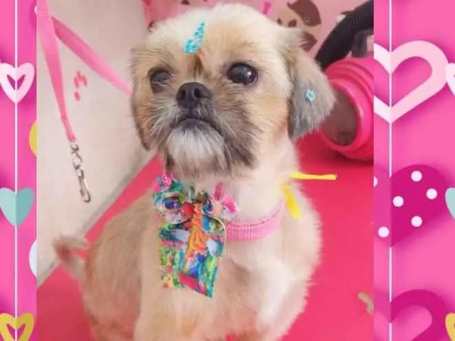 Cachorro ra a Shih-tzu com pequenes idade 2 anos nome Mel