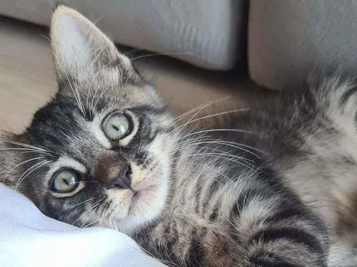 Gato ra a Listrada  idade 2 a 6 meses nome Carta