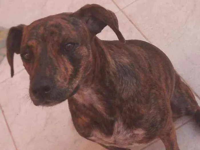 Cachorro ra a Vira lata idade 2 anos nome Kiara