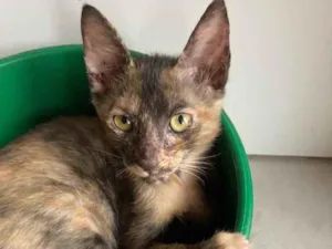 Gato raça SRD idade Abaixo de 2 meses nome Maui 