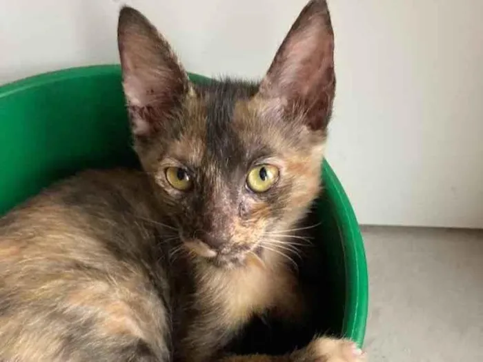 Gato ra a SRD idade Abaixo de 2 meses nome Maui 