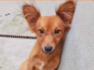 Cachorro raça Srd idade 7 a 11 meses nome Sushi
