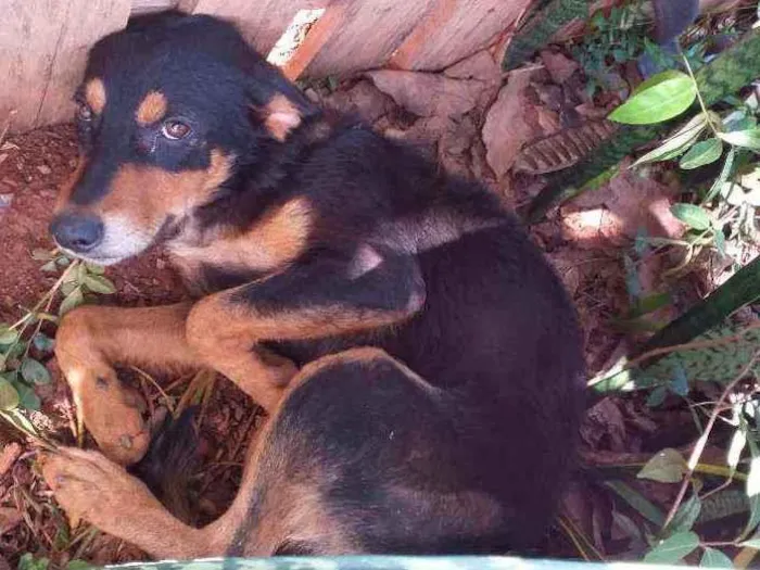 Cachorro ra a SRD idade 1 ano nome Não sabido