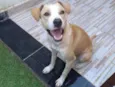 Bela