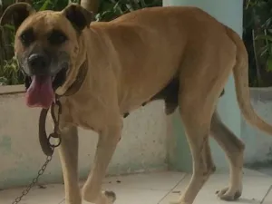 Cachorro raça ? idade 3 anos nome Bebezão