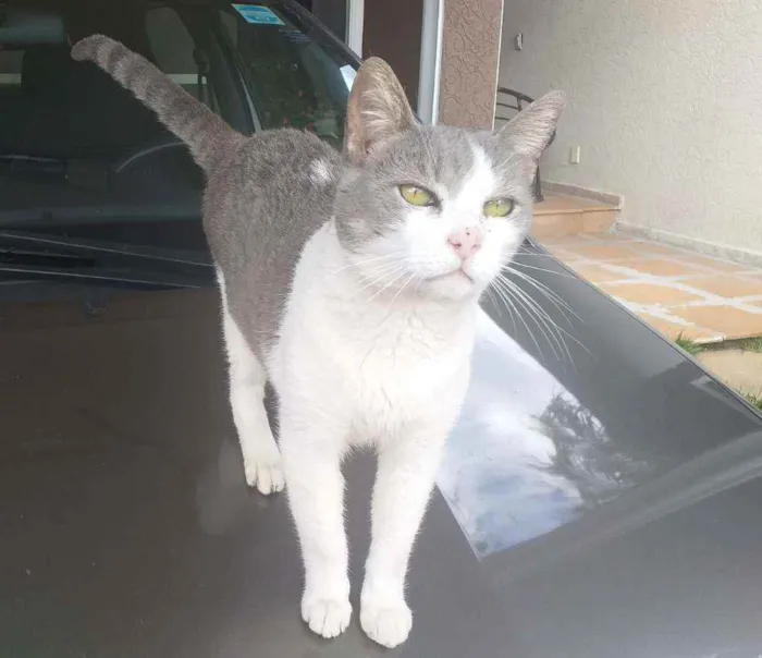 Gato ra a Nacional idade 2 a 6 meses nome Cats