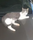 Cats