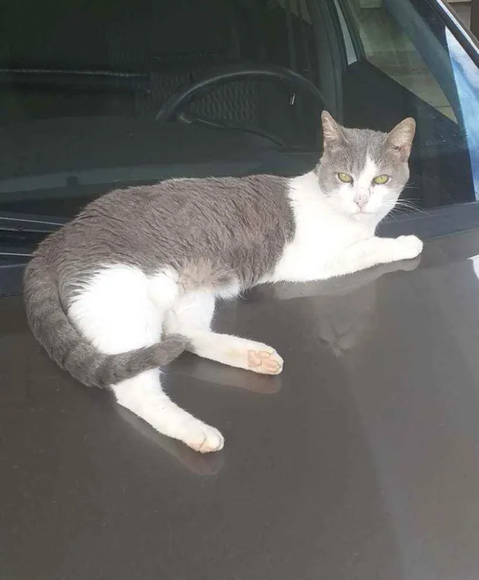 Gato ra a Nacional idade 2 a 6 meses nome Cats