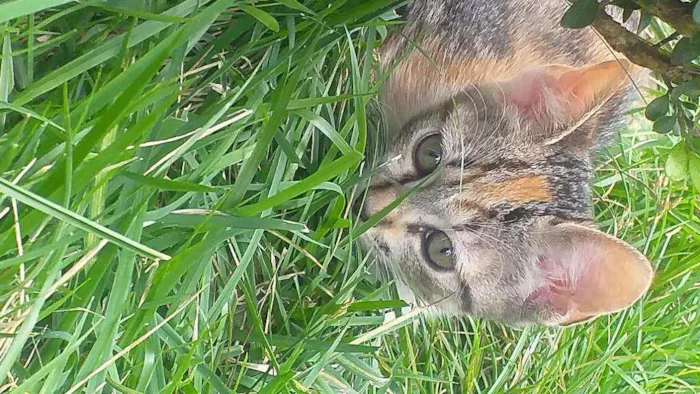 Gato ra a Nacional idade 2 a 6 meses nome Cats