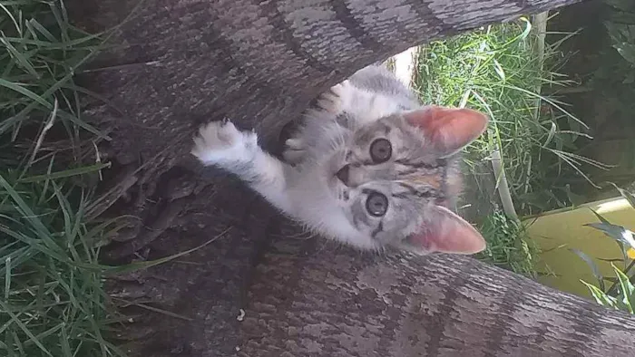 Gato ra a Nacional idade 2 a 6 meses nome Cats