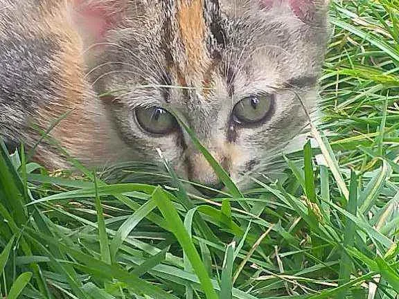 Gato ra a Nacional idade 2 a 6 meses nome Cats