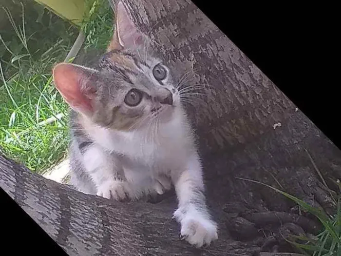 Gato ra a Nacional idade 2 a 6 meses nome Cats
