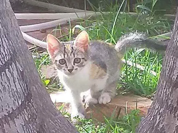 Gato ra a Nacional idade 2 a 6 meses nome Cats