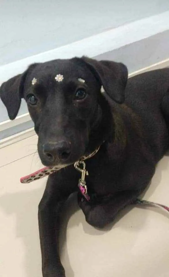 Cachorro ra a SRD idade 2 a 6 meses nome Violeta 