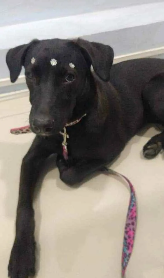 Cachorro ra a SRD idade 2 a 6 meses nome Violeta 