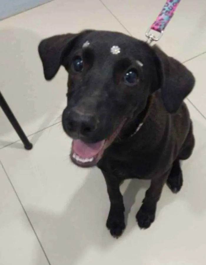 Cachorro ra a SRD idade 2 a 6 meses nome Violeta 