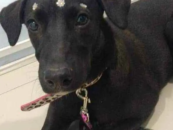 Cachorro ra a SRD idade 2 a 6 meses nome Violeta 