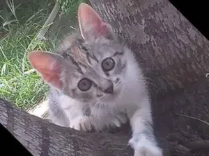 Gato raça Nacional idade 2 a 6 meses nome Cats