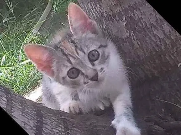 Gato ra a Nacional idade 2 a 6 meses nome Cats