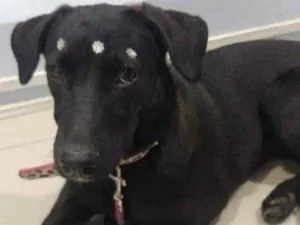 Cachorro raça SRD idade 2 a 6 meses nome Violeta 