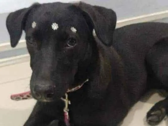 Cachorro ra a SRD idade 2 a 6 meses nome Violeta 