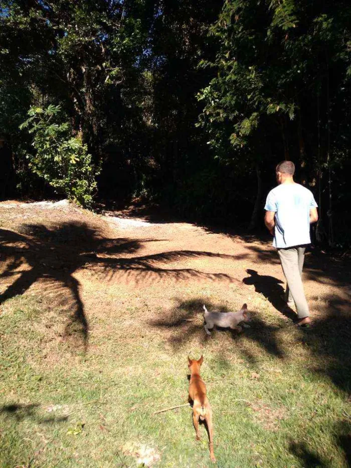 Cachorro ra a Mestiço idade 2 anos nome Bidú