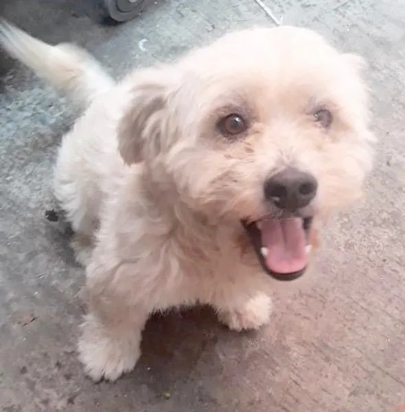 Cachorro raça  idade 3 anos nome Guri Pequenino