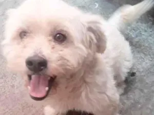 Cachorro raça  idade 3 anos nome Guri Pequenino