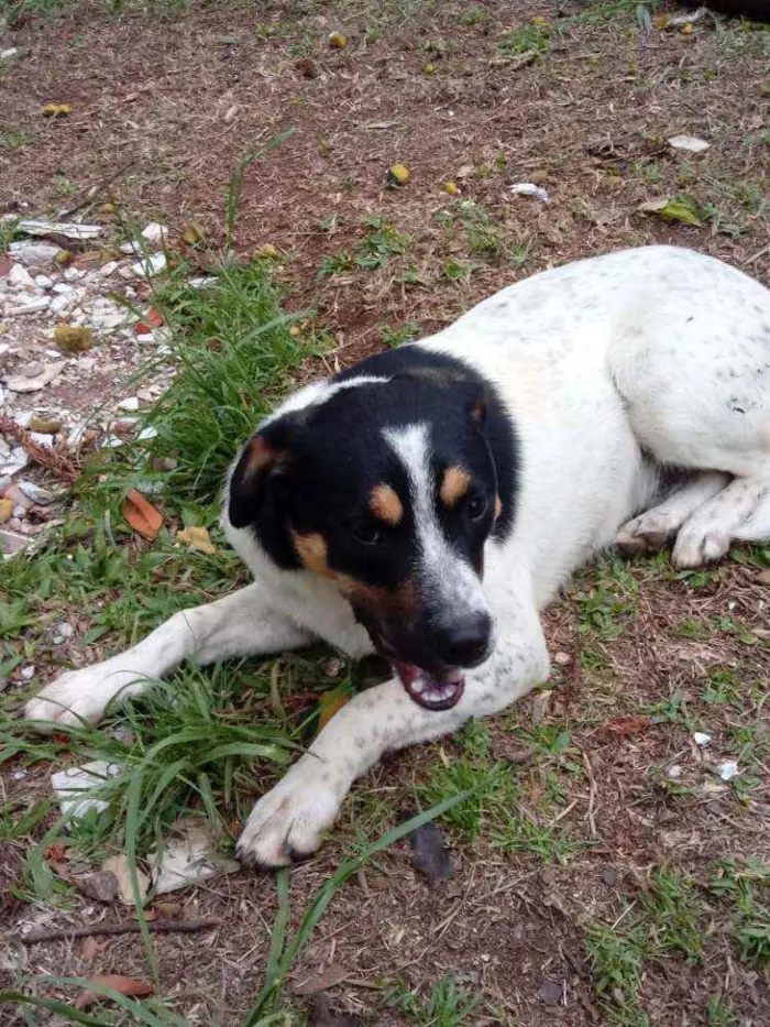 Cachorro ra a SRD idade 2 anos nome Floquinho