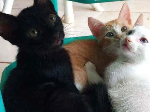 Gato raça  idade 2 a 6 meses nome Sem Nome 