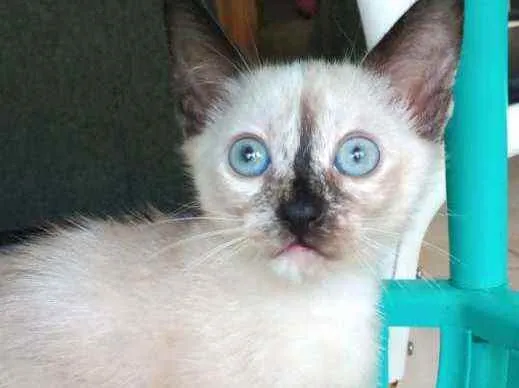 Gato raça  idade 2 a 6 meses nome Sem Nome 