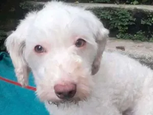 Cachorro raça  idade 1 ano nome Lola
