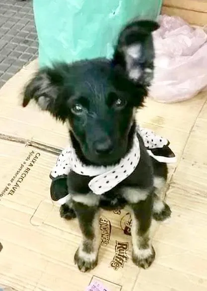 Cachorro raça  idade  nome Helena Bebezinha