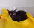 Nala