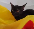Nala