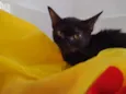 Nala